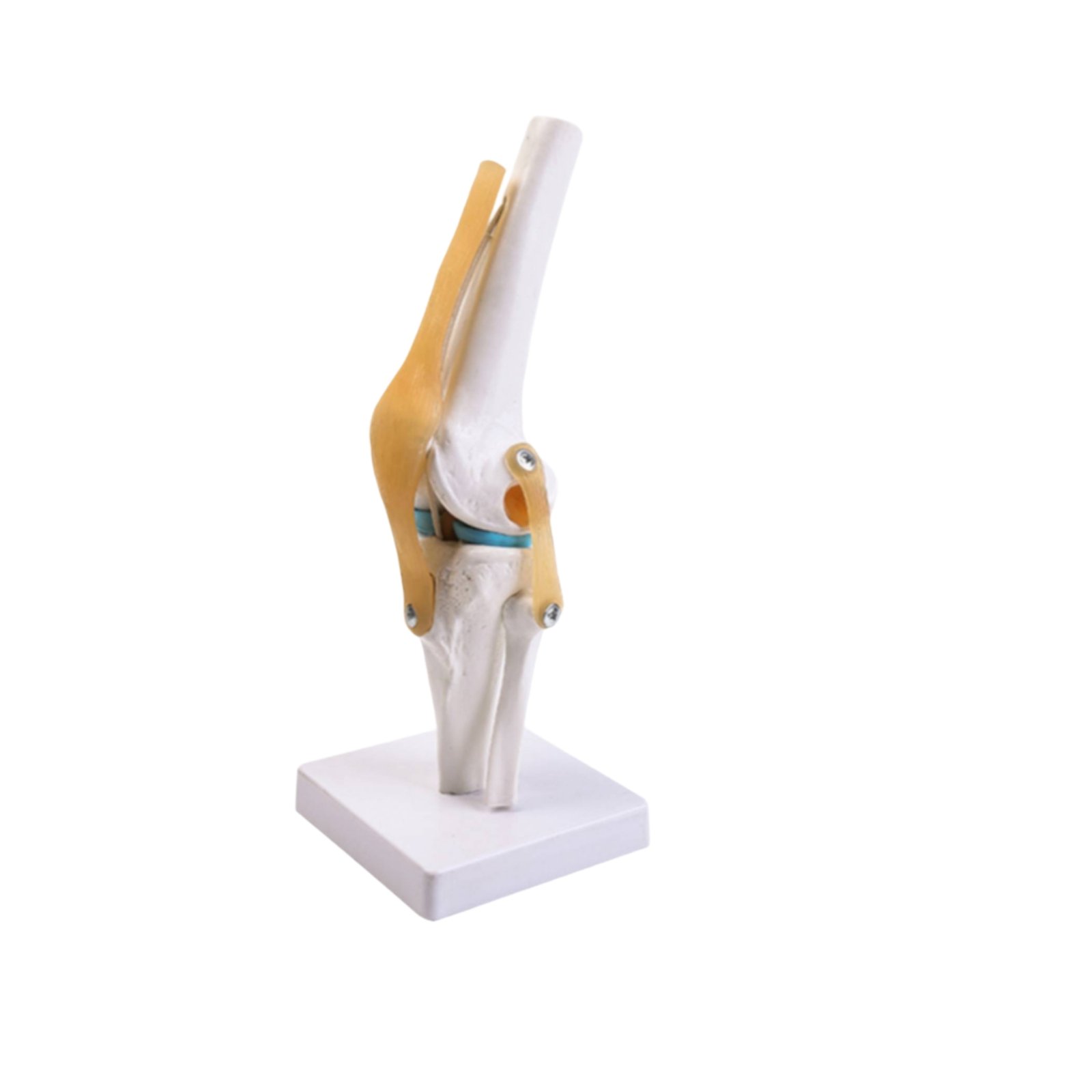 PVC Knee Joint Model