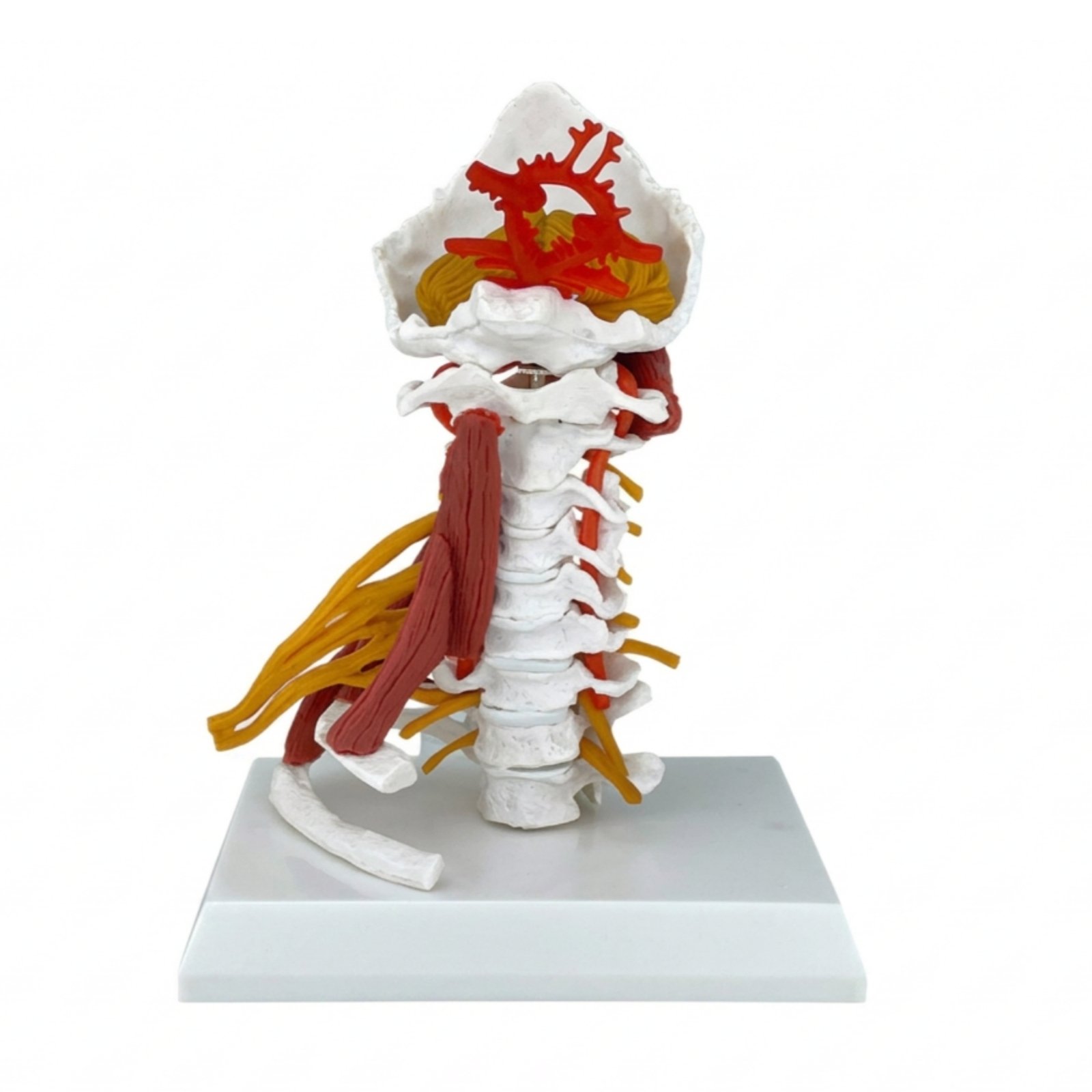 Cervical Spine Model with Muscles