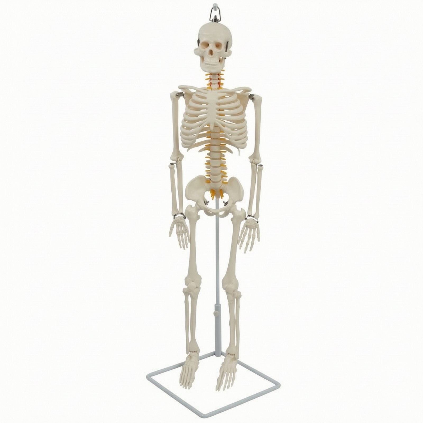 Human Skeleton Model