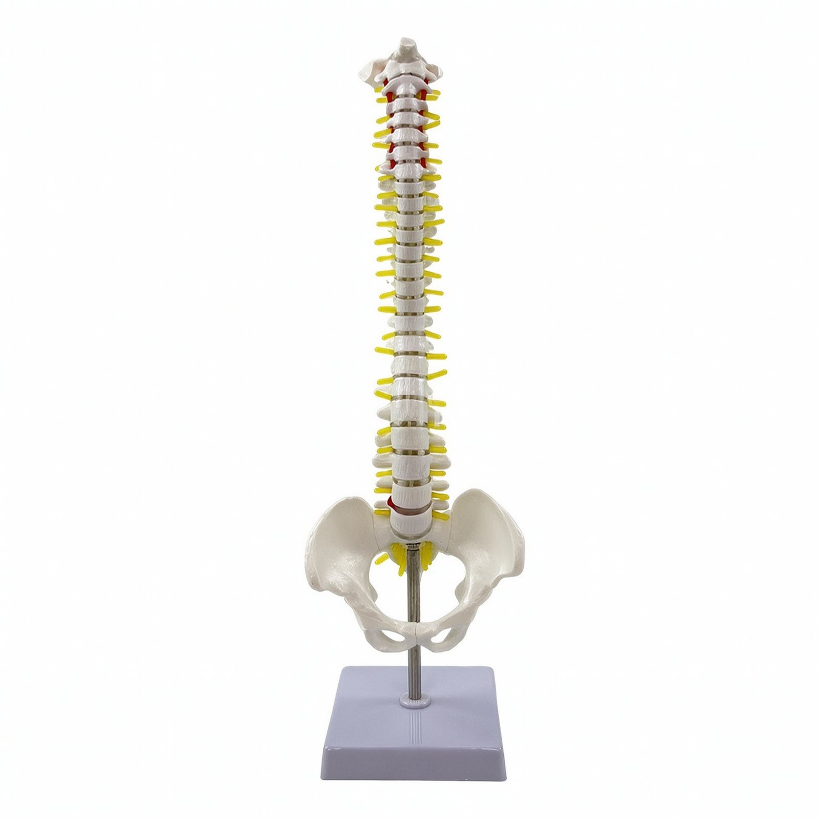 Spine Model with Nerves