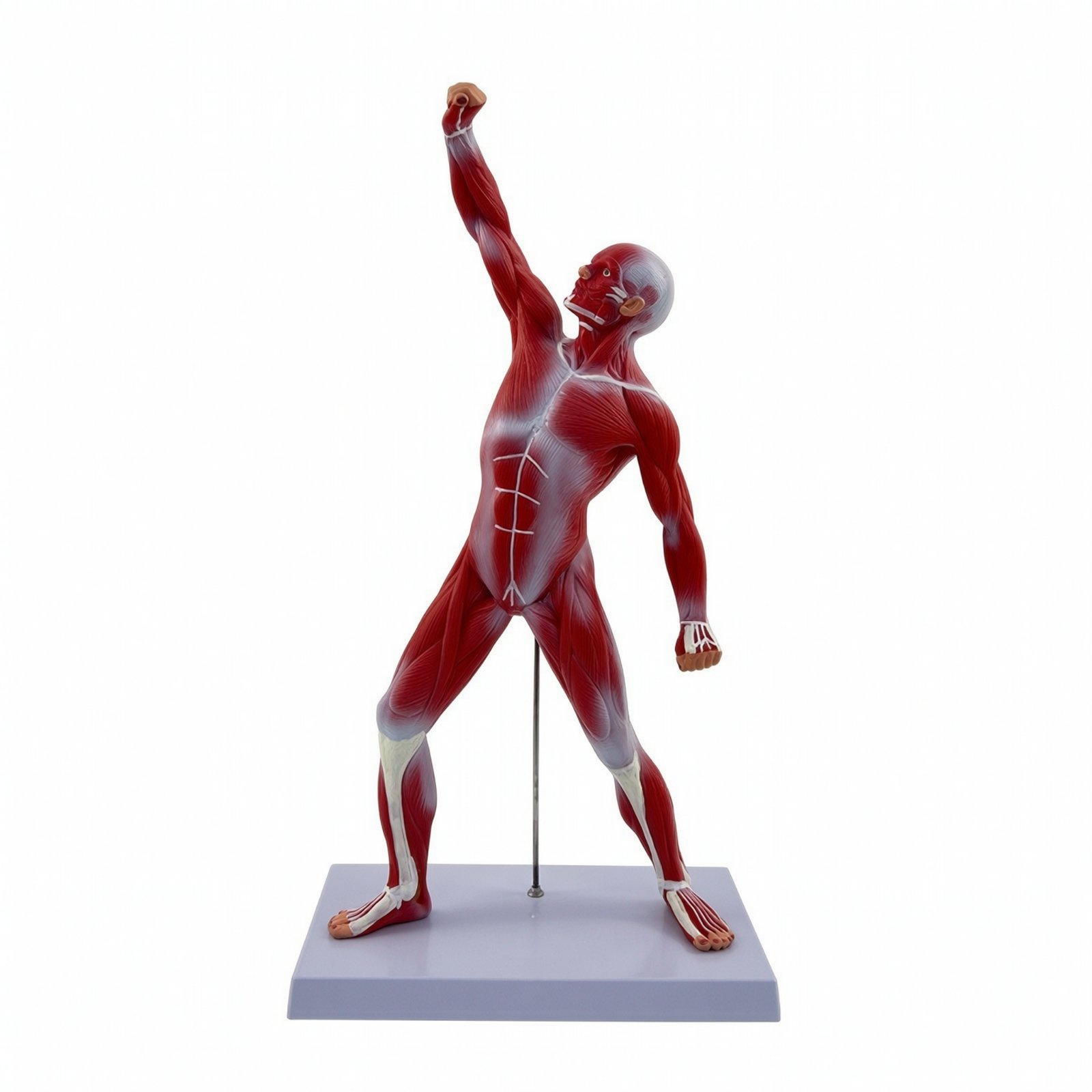 50cm Muscle Arrangement Model