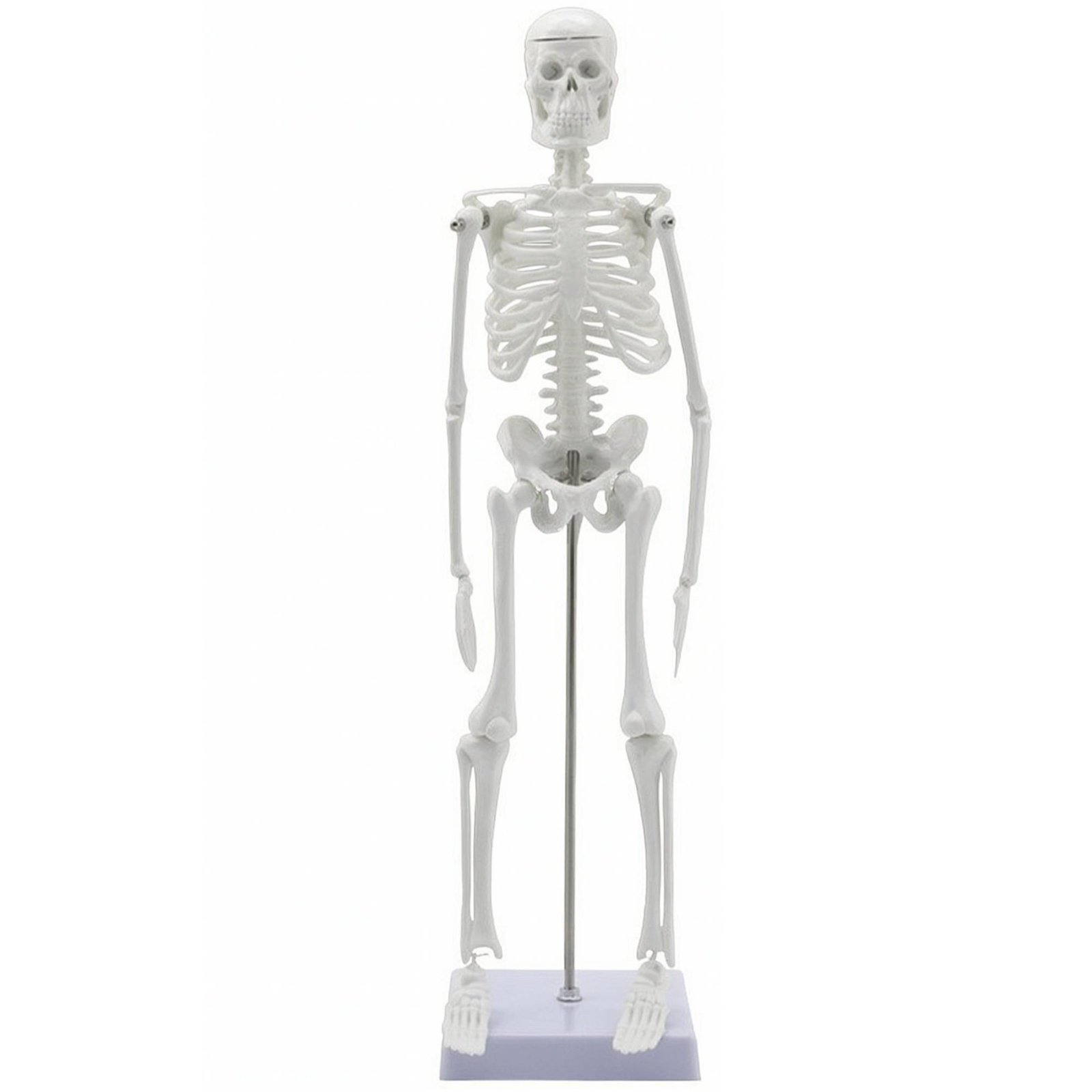 45 cm Human Skeleton Model