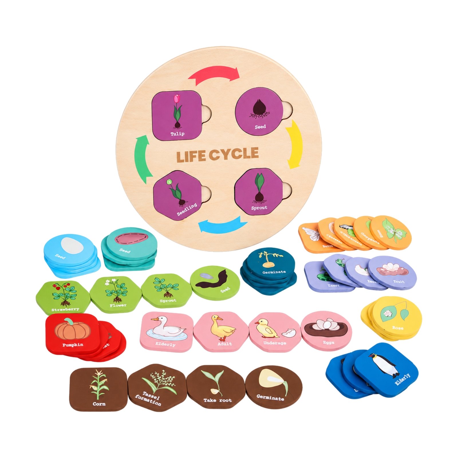 Tree Life Cycle Puzzle