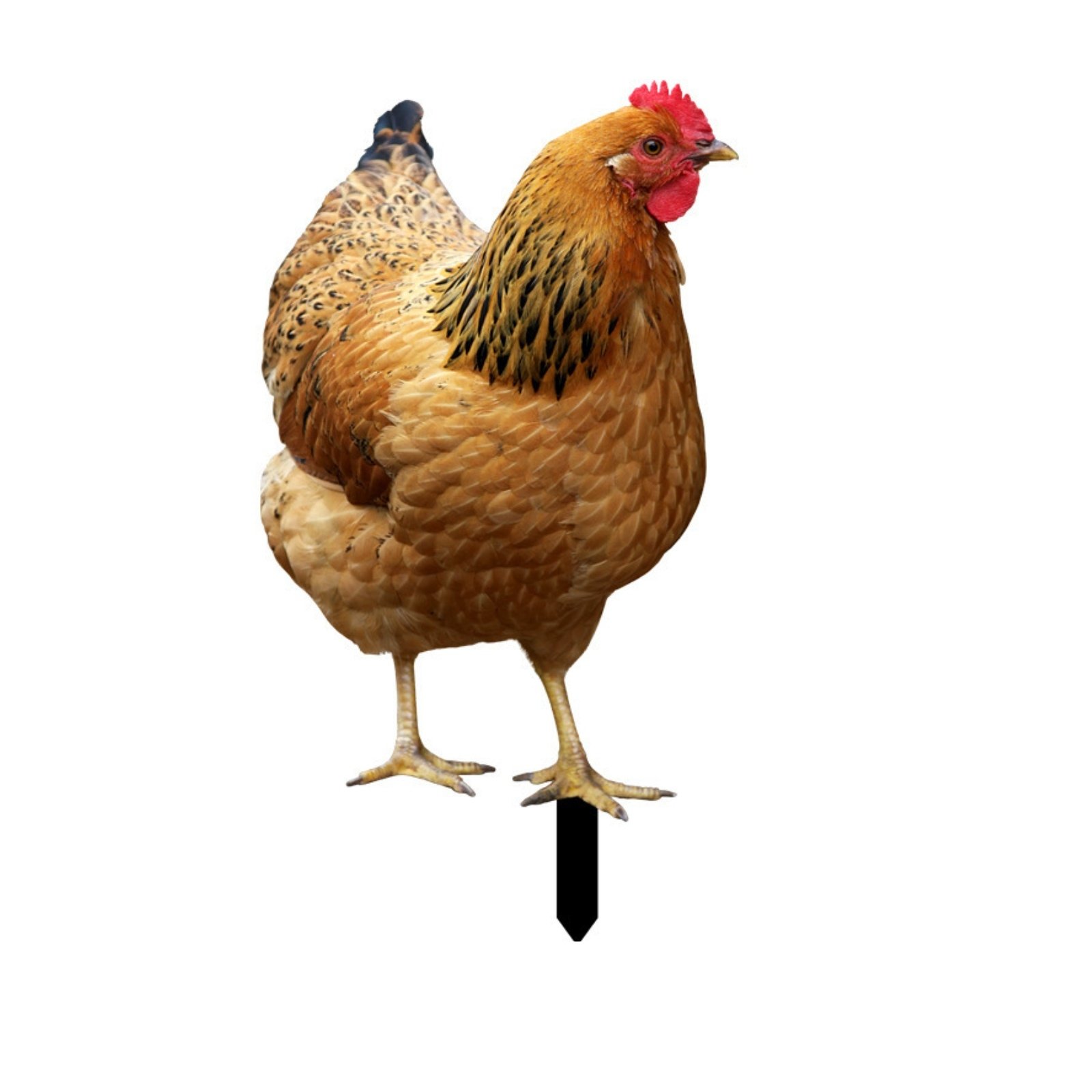 Set of 6 Chicken Yard Art Stake