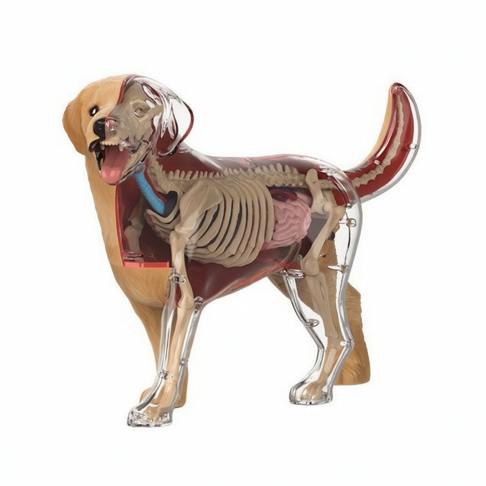 Detachable Dog Physiology Model