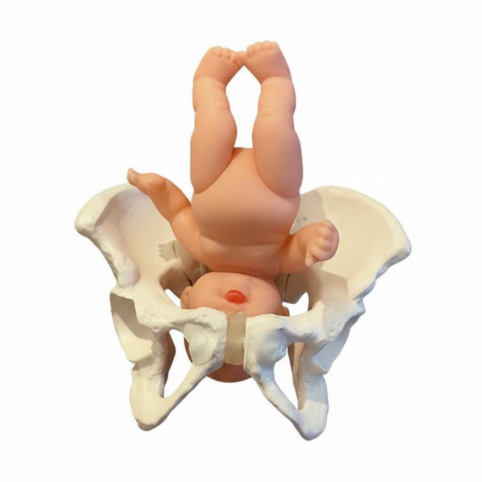 Postpartum Pelvis Model