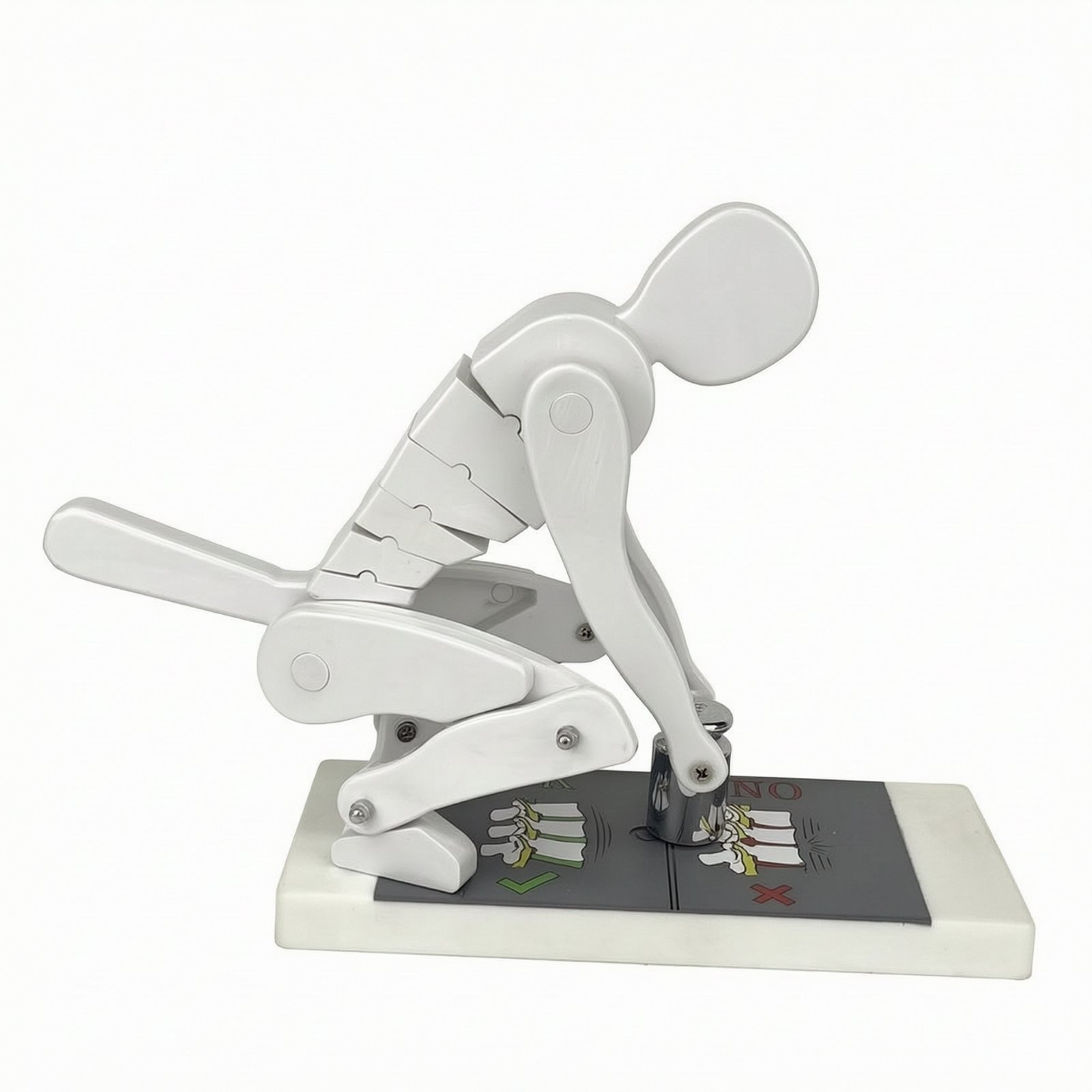 Medical Teaching Model with Stand