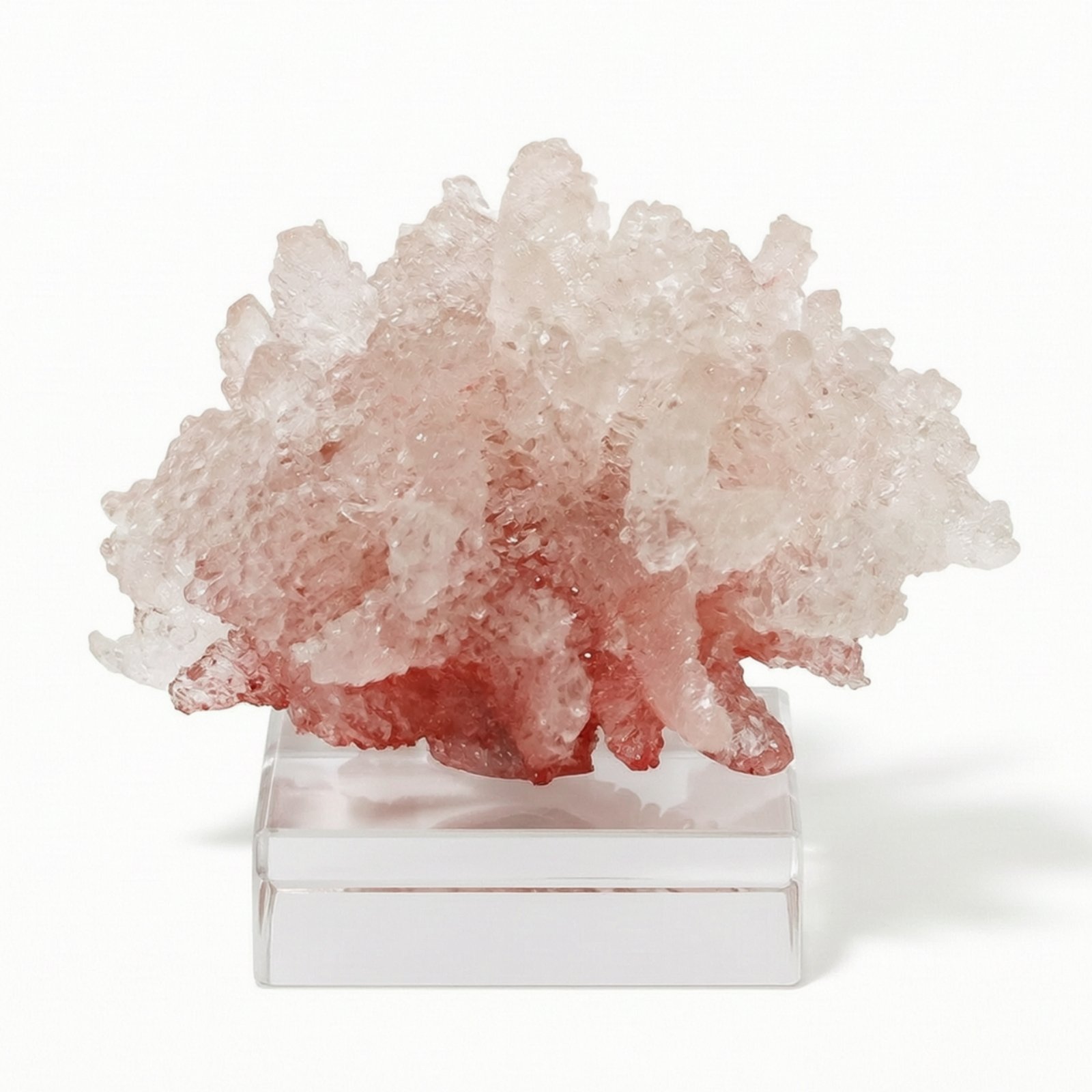 Coral Sculpture with Acrylic Base – 17-16-13cm