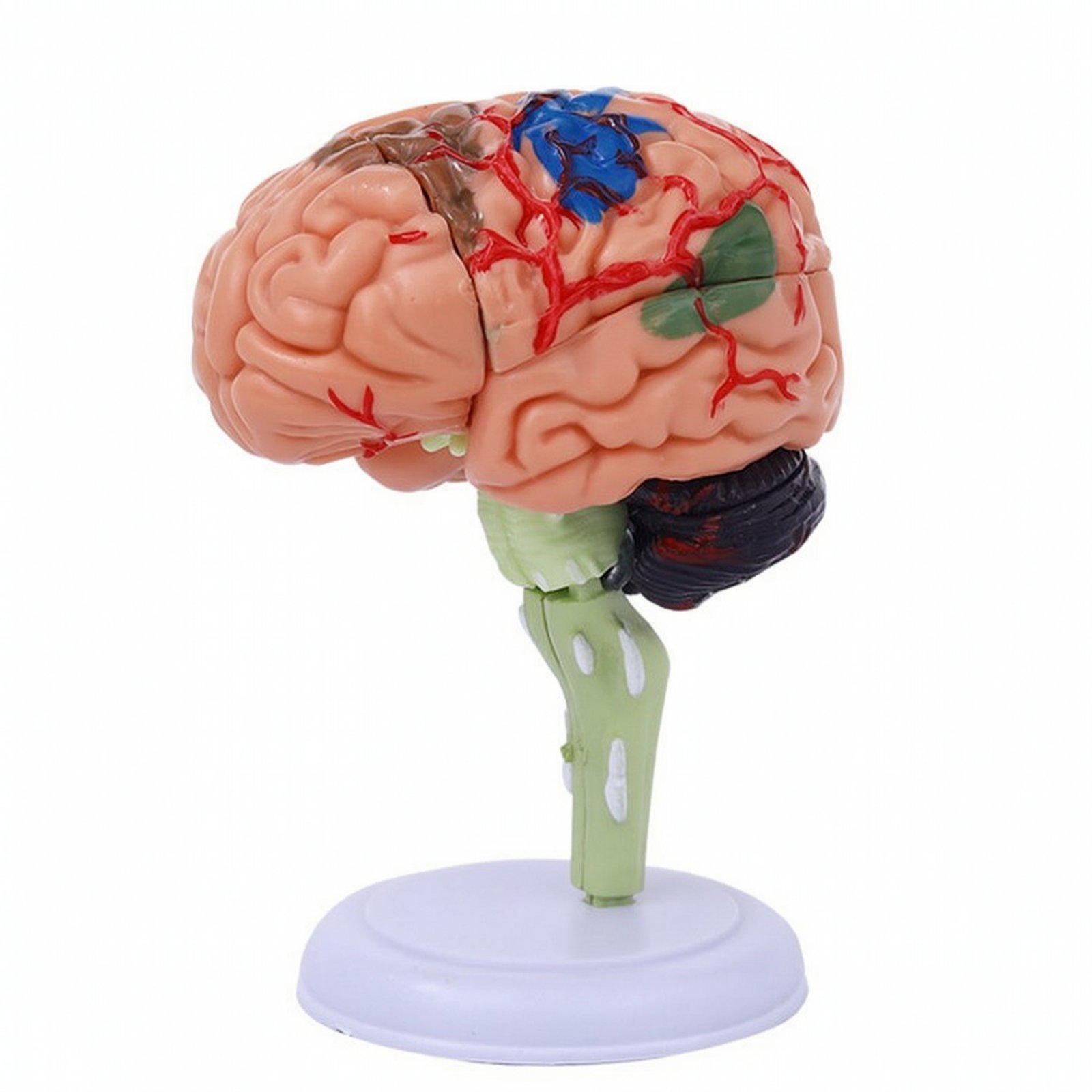 PVC Brain Model