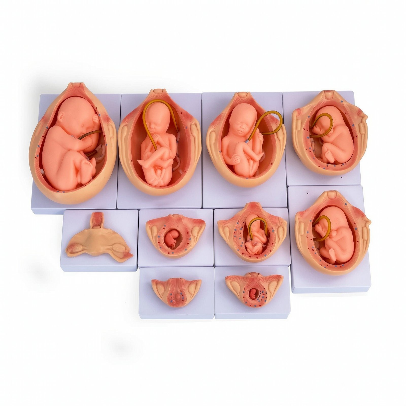 Fetal Development Model 10 Pieces