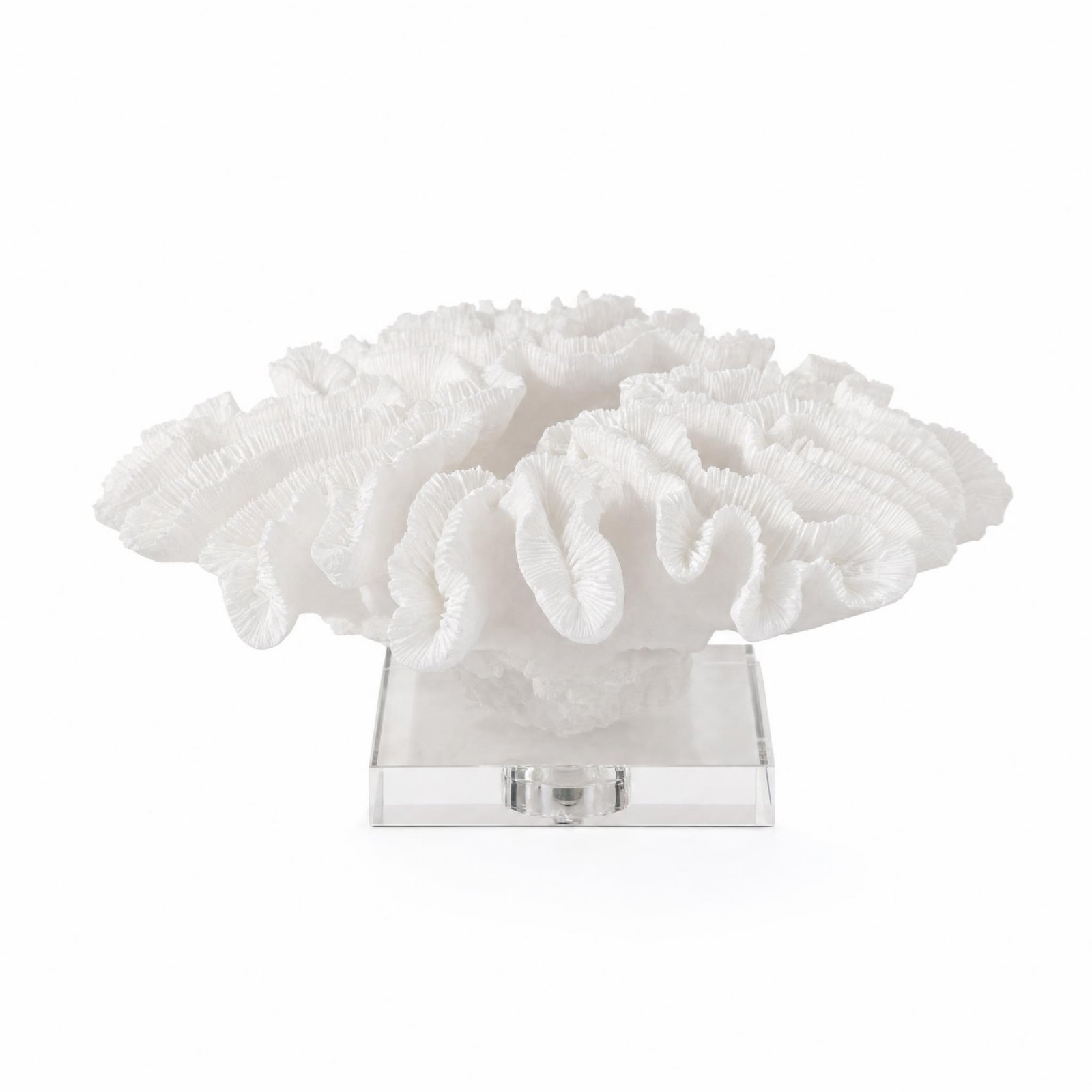 Coral Sculpture with Acrylic Base