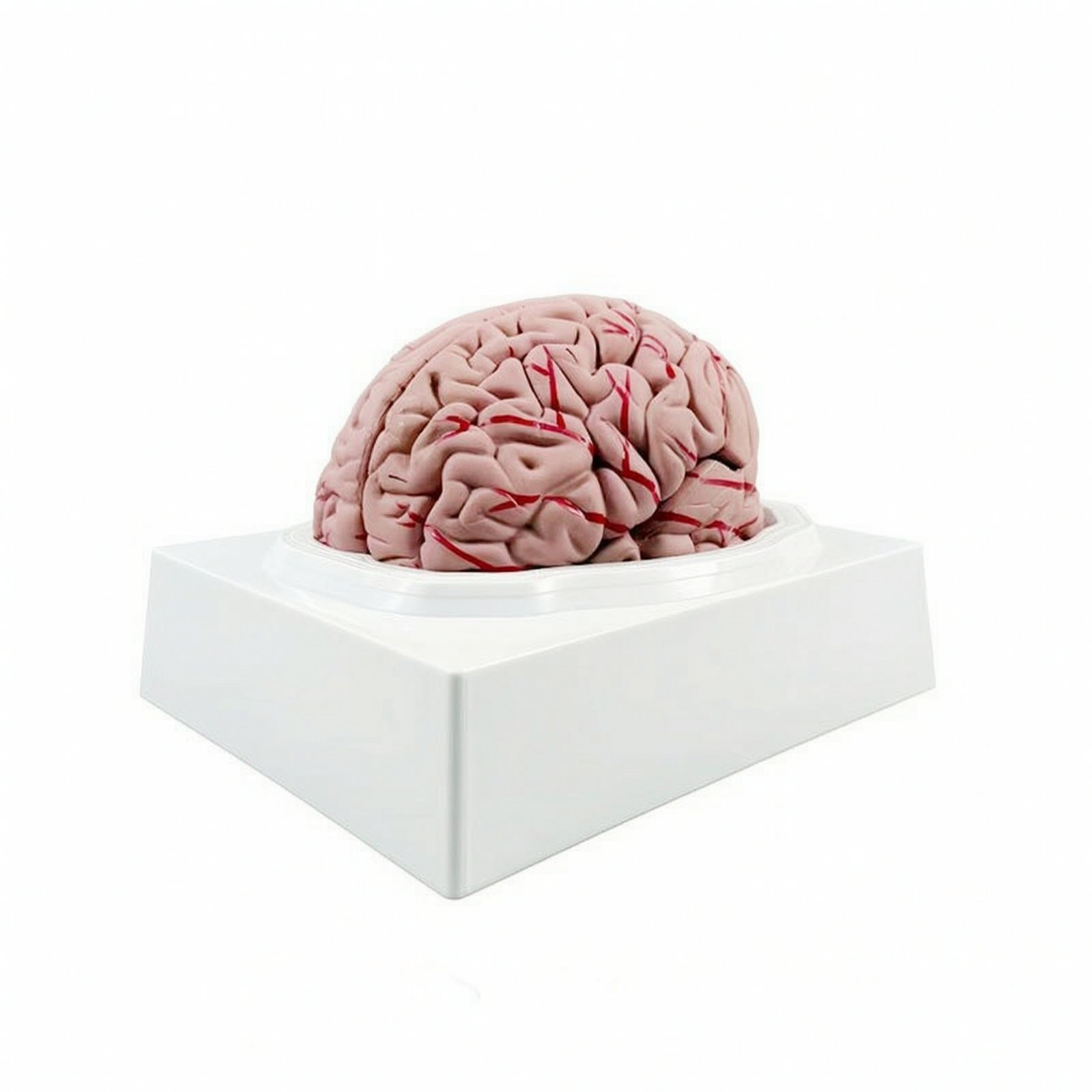 Brain Model with Display Base