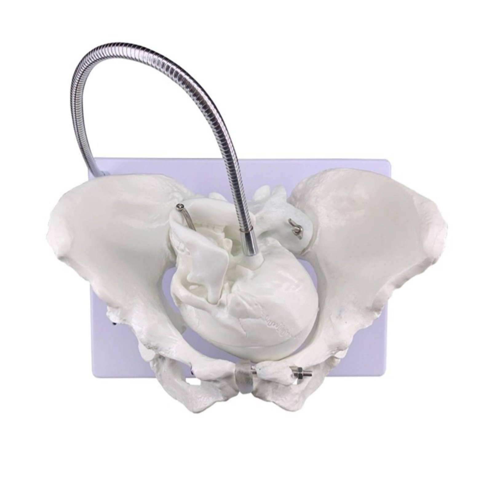 Obstetric Pelvis Model
