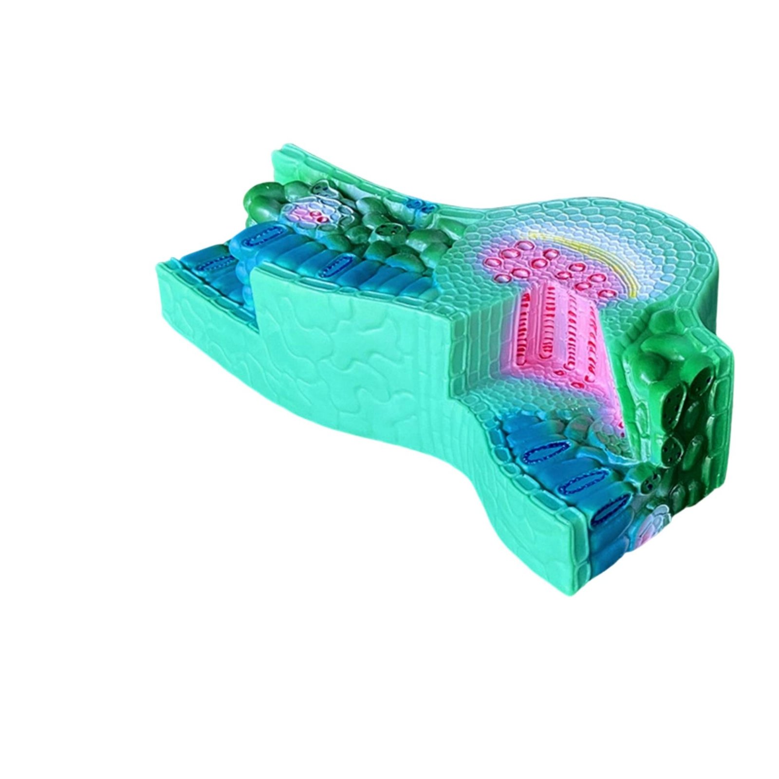 Leaf Sectional Model Layered