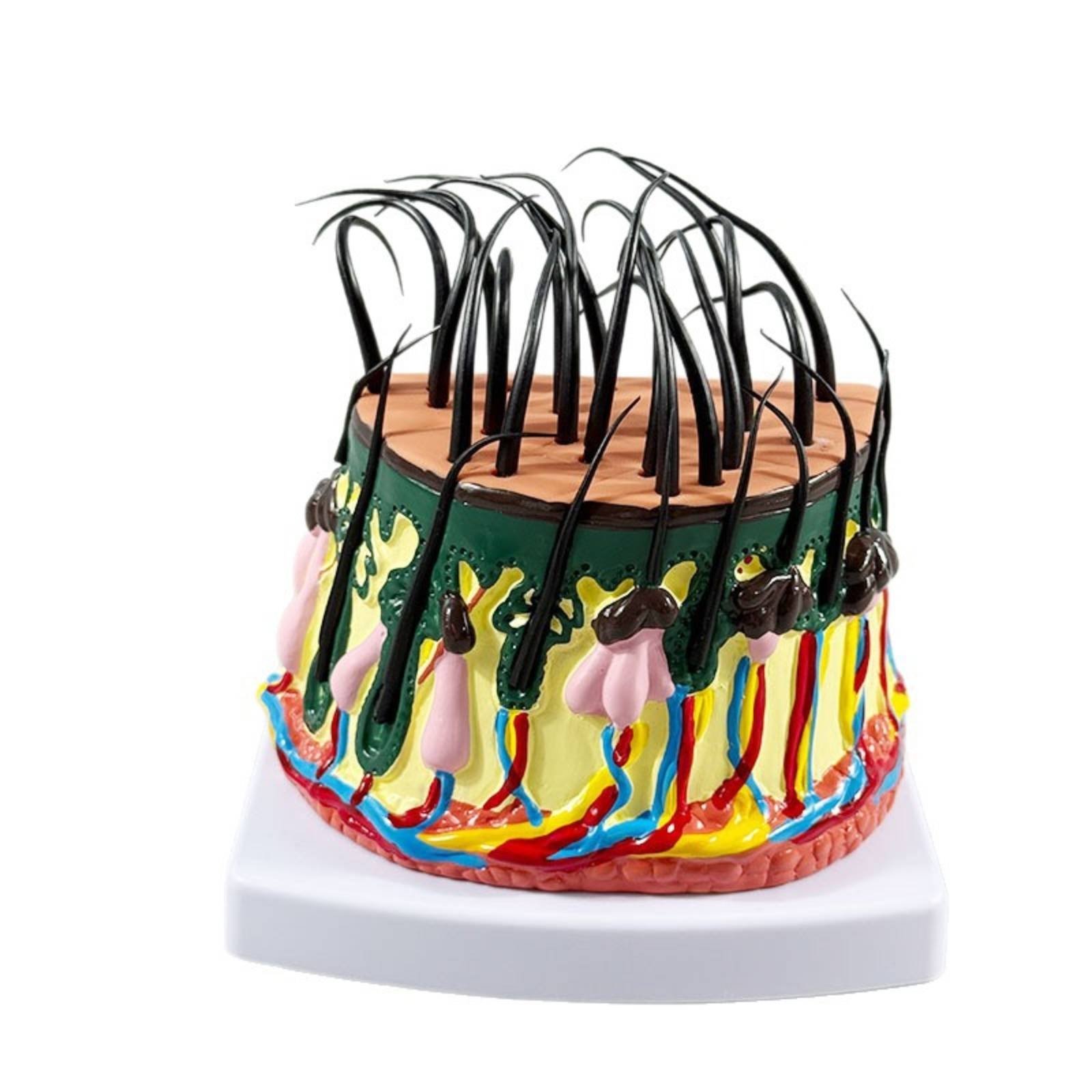 Skin Model Integumentary System