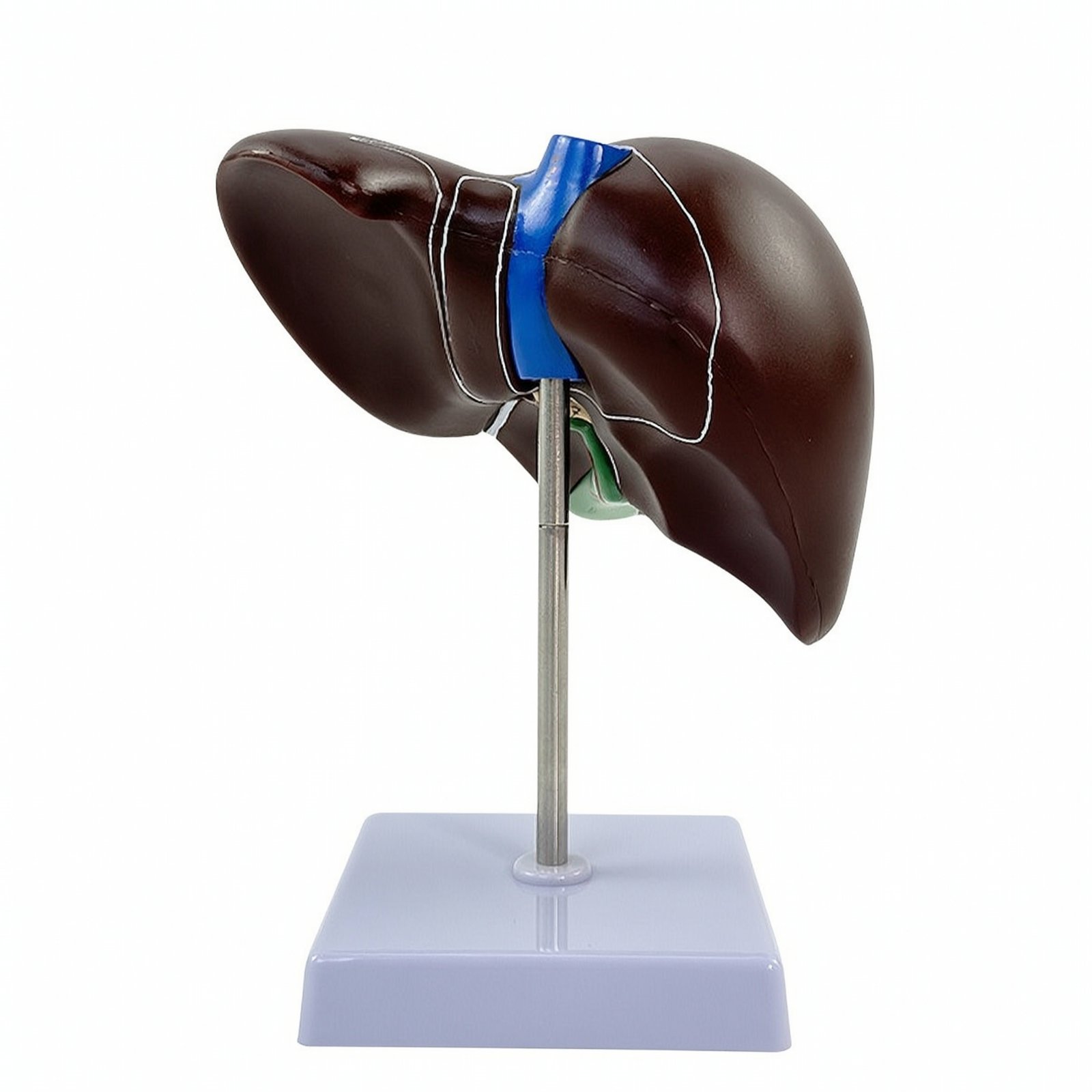 Life Size Human Liver Model