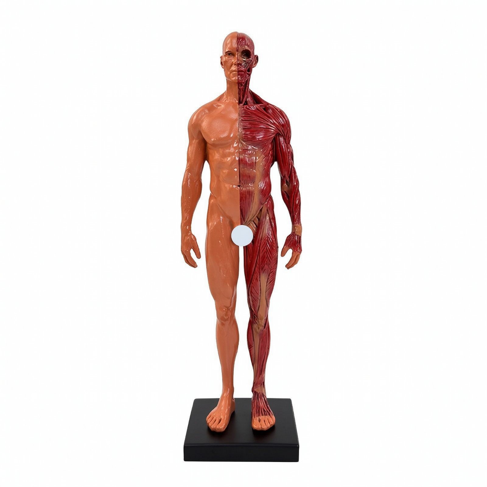 Resin Human Muscle Model