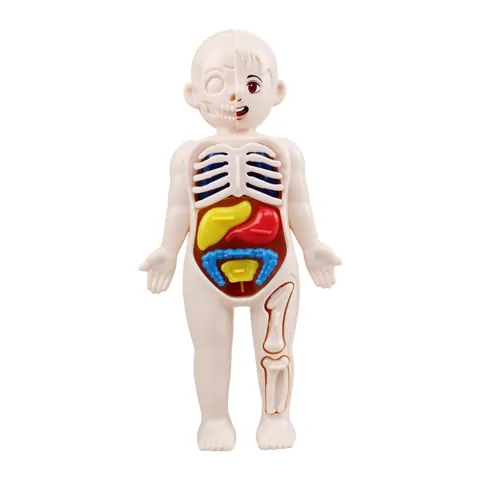 Human Body Puzzle
