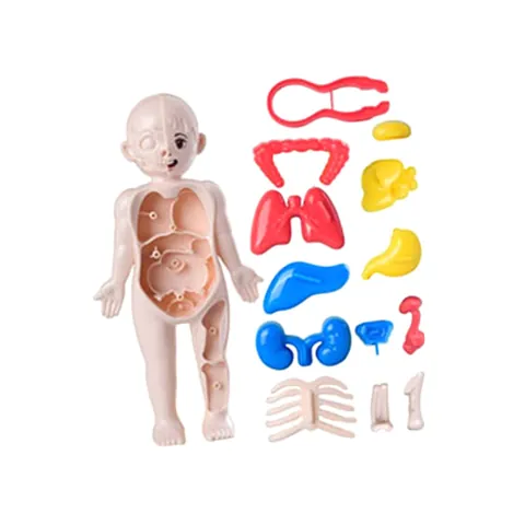 Human Body Toy Teaching Play Set for Preschool