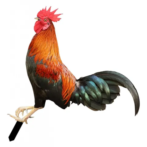 Rooster Garden Statue