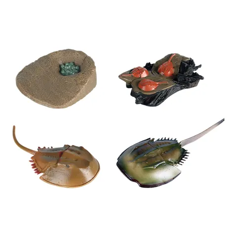 Horseshoe Crab Growth Cycle Set