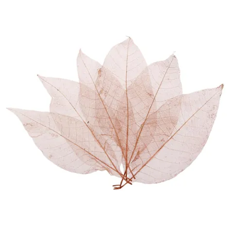 Magnolia Skeleton Leaves 50Pcs
