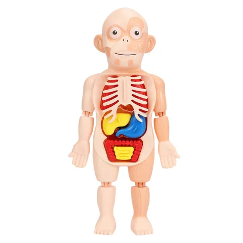 Human Torso Anatomy Model